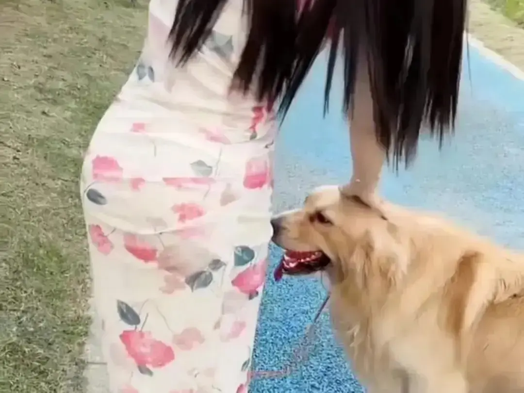 抖音香香公主与爱犬金毛高能日常在线观看-《抖音香香公主与爱犬金毛》直播回放无广告完整版-高清免费观看资源-抖音香香公主与爱犬金毛网盘秒播